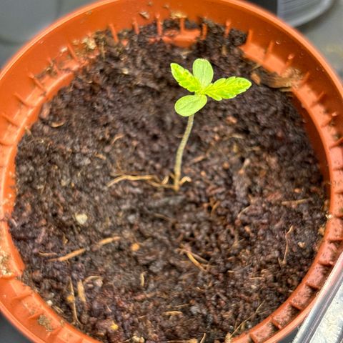 Daau (Stern) Baguio Gold growlog timeline photo