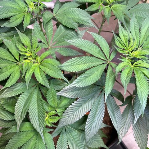 Nahimana - Mystisch - Tatanka Pure CBD growlog timeline photo