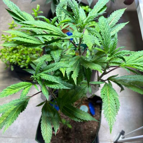 Maimiti - Tropical Mirage Limited Edition von Royal Queen Seeds growlog timeline photo