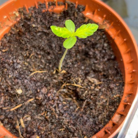 Daau (Stern) Baguio Gold growlog timeline photo