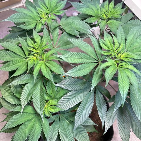 Nahimana - Mystisch - Tatanka Pure CBD growlog timeline photo