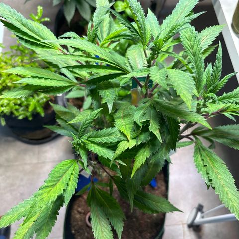 Maimiti - Tropical Mirage Limited Edition von Royal Queen Seeds growlog timeline photo