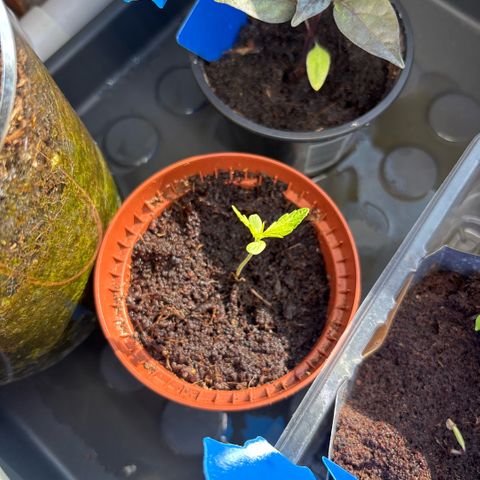 Daau (Stern) Baguio Gold growlog timeline photo