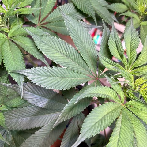 Nahimana - Mystisch - Tatanka Pure CBD growlog timeline photo