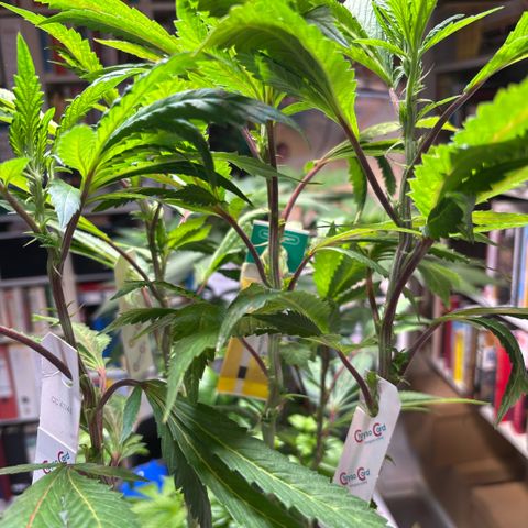Maimiti - Tropical Mirage Limited Edition von Royal Queen Seeds growlog timeline photo