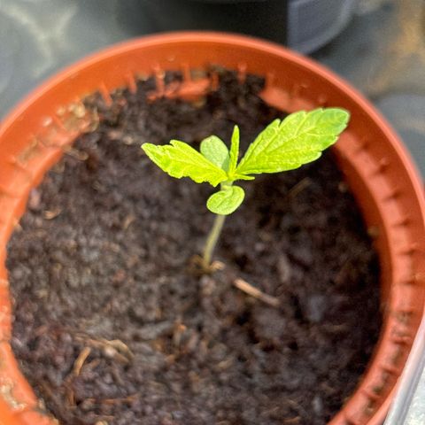 Daau (Stern) Baguio Gold growlog timeline photo