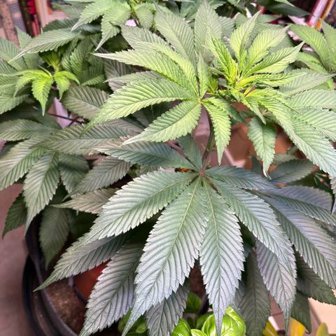 Nahimana - Mystisch - Tatanka Pure CBD growlog timeline photo