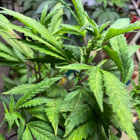Maimiti - Tropical Mirage Limited Edition von Royal Queen Seeds growlog timeline photo