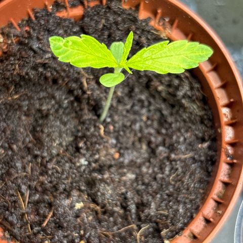 Daau (Stern) Baguio Gold growlog timeline photo