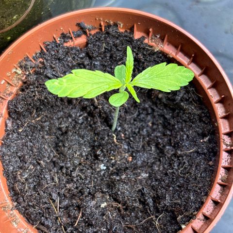 Daau (Stern) Baguio Gold growlog timeline photo