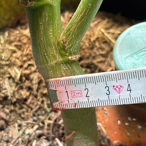 Maimiti - Tropical Mirage Limited Edition von Royal Queen Seeds growlog timeline photo