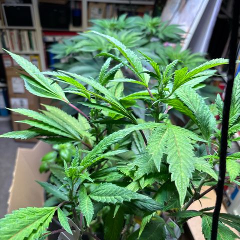 Maimiti - Tropical Mirage Limited Edition von Royal Queen Seeds growlog timeline photo