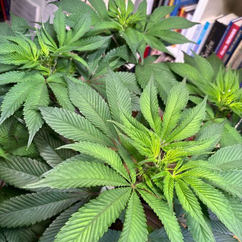 Nahimana - Mystisch - Tatanka Pure CBD growlog timeline photo