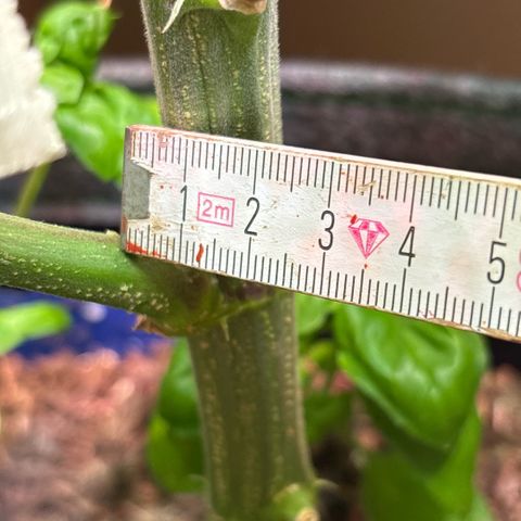 Nahimana - Mystisch - Tatanka Pure CBD growlog timeline photo