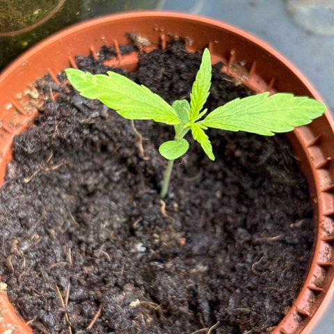 Daau (Stern) Baguio Gold growlog timeline photo