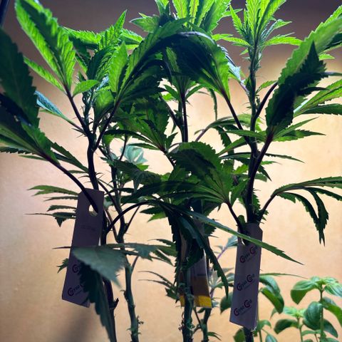 Maimiti - Tropical Mirage Limited Edition von Royal Queen Seeds growlog timeline photo