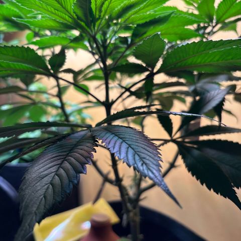 Nahimana - Mystisch - Tatanka Pure CBD growlog timeline photo