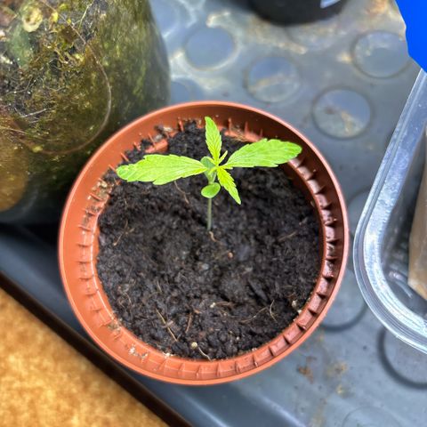 Daau (Stern) Baguio Gold growlog timeline photo