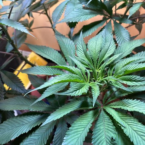 Nahimana - Mystisch - Tatanka Pure CBD growlog timeline photo