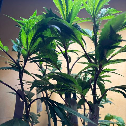 Maimiti - Tropical Mirage Limited Edition von Royal Queen Seeds growlog timeline photo