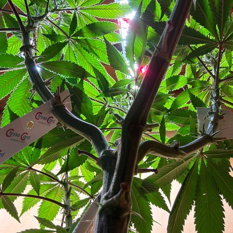 Nahimana - Mystisch - Tatanka Pure CBD growlog timeline photo