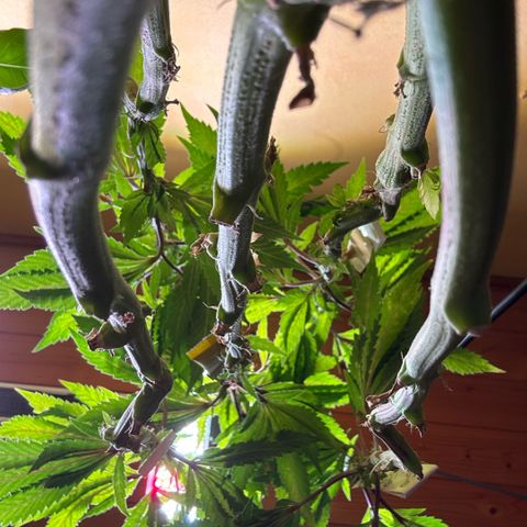 Maimiti - Tropical Mirage Limited Edition von Royal Queen Seeds growlog timeline photo