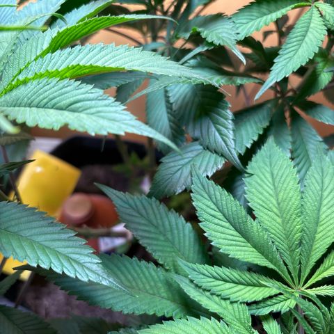 Nahimana - Mystisch - Tatanka Pure CBD growlog timeline photo