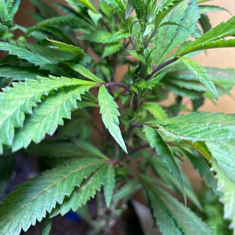 Maimiti - Tropical Mirage Limited Edition von Royal Queen Seeds growlog timeline photo