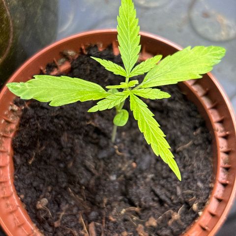 Daau (Stern) Baguio Gold growlog timeline photo