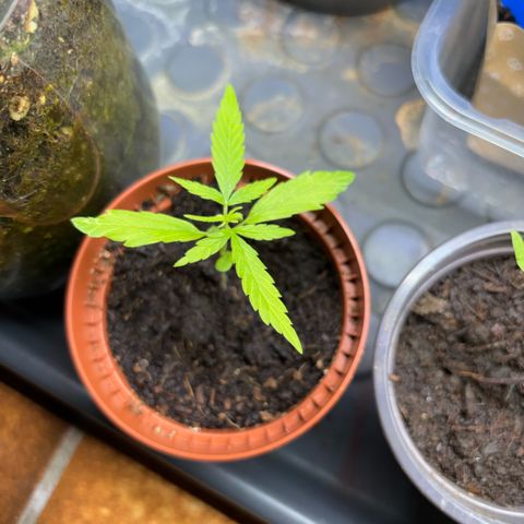 Daau (Stern) Baguio Gold growlog timeline photo