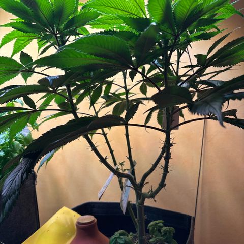 Nahimana - Mystisch - Tatanka Pure CBD growlog timeline photo