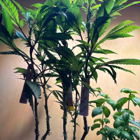 Maimiti - Tropical Mirage Limited Edition von Royal Queen Seeds growlog timeline photo