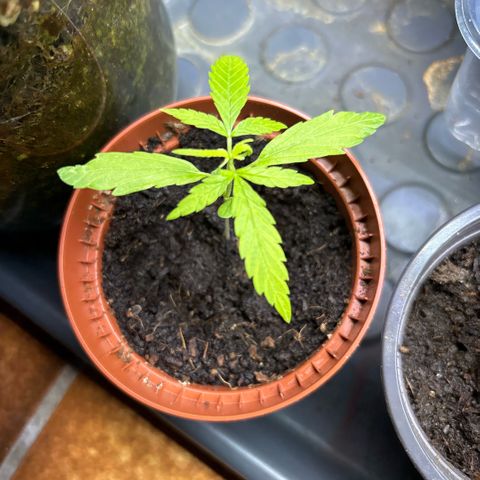Daau (Stern) Baguio Gold growlog timeline photo