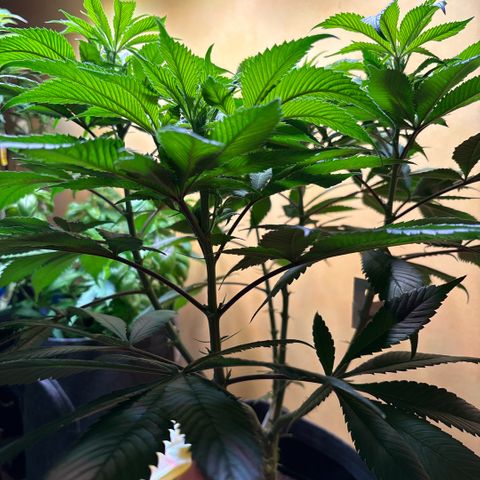 Nahimana - Mystisch - Tatanka Pure CBD growlog timeline photo