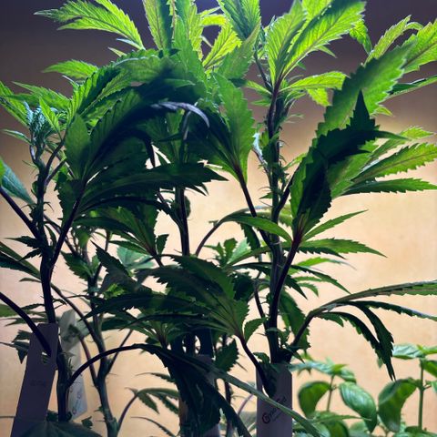 Maimiti - Tropical Mirage Limited Edition von Royal Queen Seeds growlog timeline photo