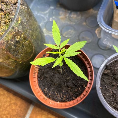 Daau (Stern) Baguio Gold growlog timeline photo