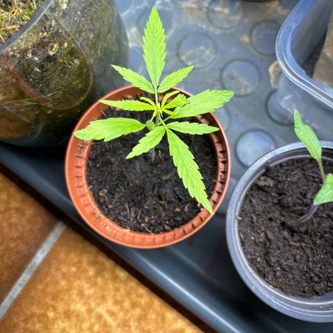 Daau (Stern) Baguio Gold growlog timeline photo