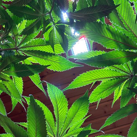 Nahimana - Mystisch - Tatanka Pure CBD growlog timeline photo