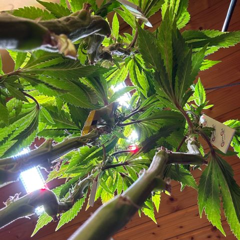 Maimiti - Tropical Mirage Limited Edition von Royal Queen Seeds growlog timeline photo
