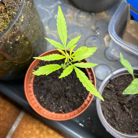 Daau (Stern) Baguio Gold growlog timeline photo
