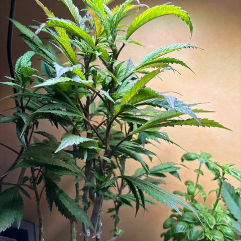 Maimiti - Tropical Mirage Limited Edition von Royal Queen Seeds growlog timeline photo