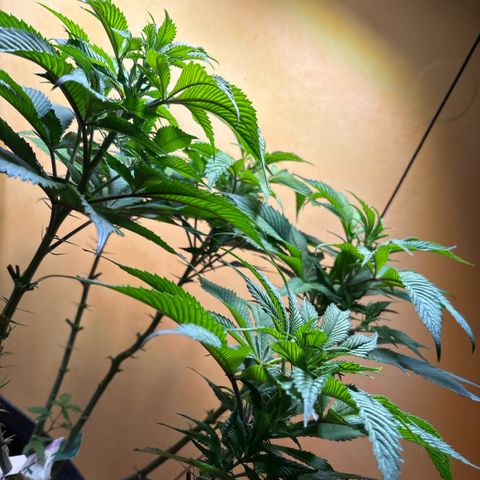 Nahimana - Mystisch - Tatanka Pure CBD growlog timeline photo