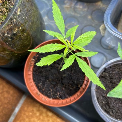 Daau (Stern) Baguio Gold growlog timeline photo