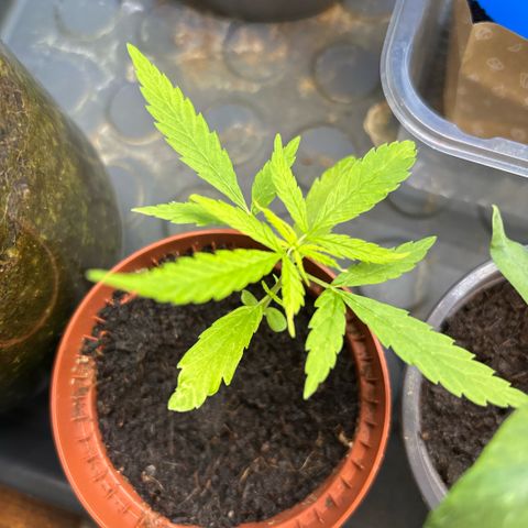 Daau (Stern) Baguio Gold growlog timeline photo