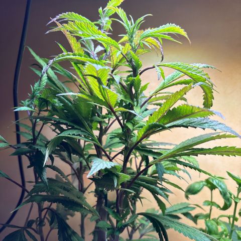 Maimiti - Tropical Mirage Limited Edition von Royal Queen Seeds growlog timeline photo