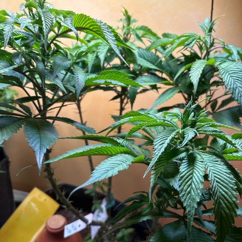 Nahimana - Mystisch - Tatanka Pure CBD growlog timeline photo