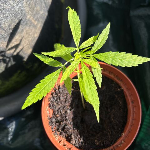 Daau (Stern) Baguio Gold growlog timeline photo