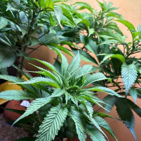 Nahimana - Mystisch - Tatanka Pure CBD growlog timeline photo
