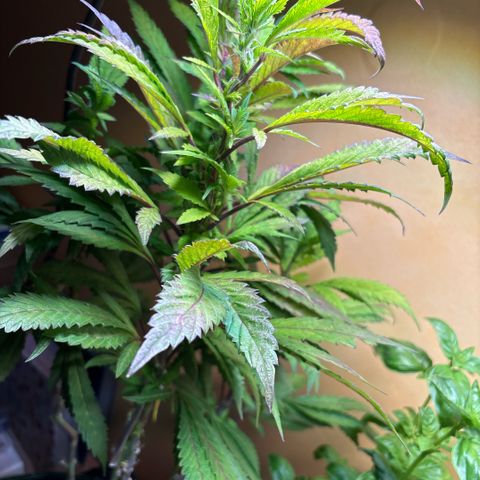 Maimiti - Tropical Mirage Limited Edition von Royal Queen Seeds growlog timeline photo