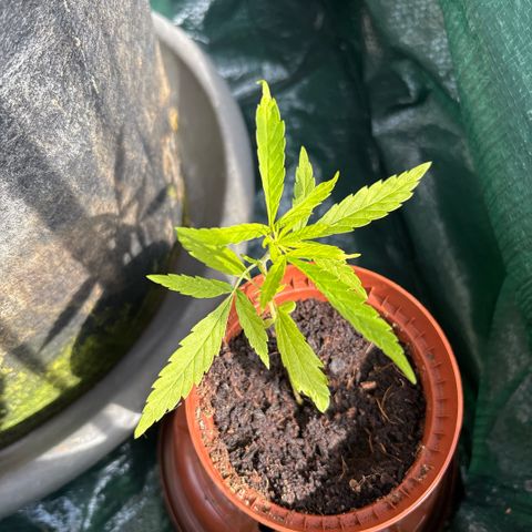 Daau (Stern) Baguio Gold growlog timeline photo